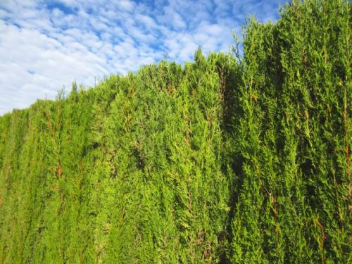 Какие есть альтернативы хвойников для поддержания здоровья. Хвойные изгороди