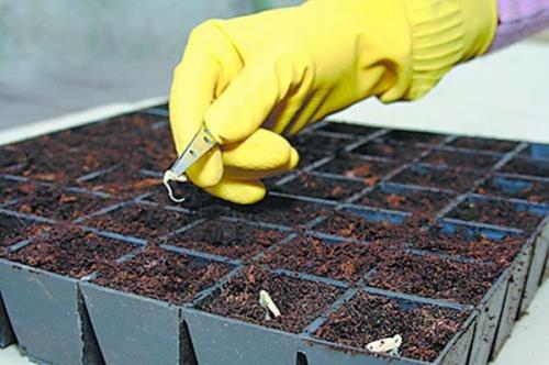 Как выбрать семена для посадки в зависимости от климата и почвы. Как выбирать семена