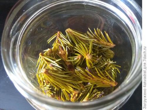 Как правильно готовить хвойники для детей и пожилых людей. Рассада плохо растет, болеет? А давайте позовем на помощь елочку