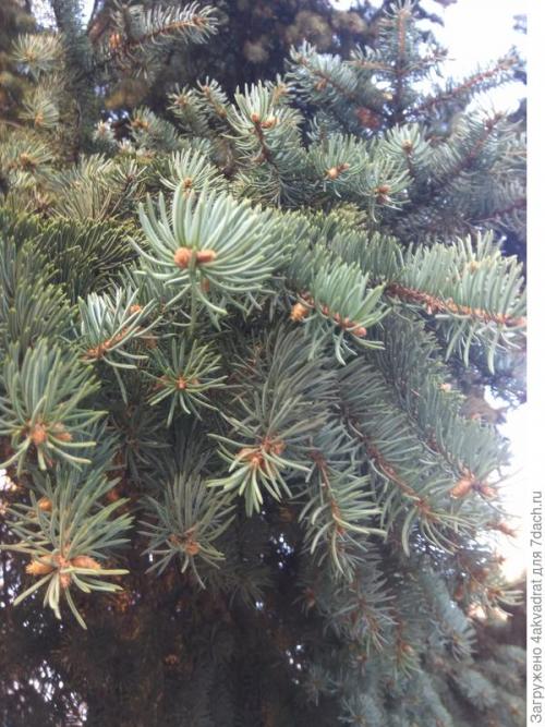 Как правильно готовить хвойники для детей и пожилых людей. Рассада плохо растет, болеет? А давайте позовем на помощь елочку