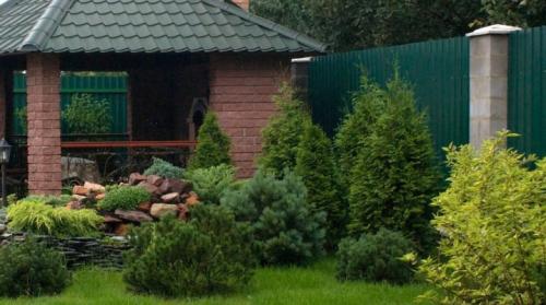Как выращивать пихту карликовую сорту. Правила и схема посадки пихты