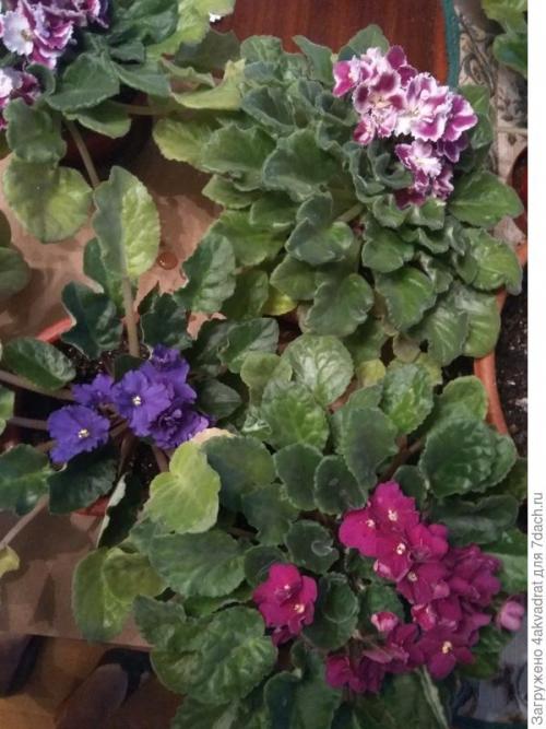 Как правильно готовить хвойники для детей и пожилых людей. Рассада плохо растет, болеет? А давайте позовем на помощь елочку