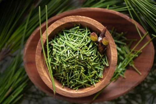 Какие есть противопоказания к употреблению хвойников. Сосновые иголки: лечебные свойства применение и противопоказания