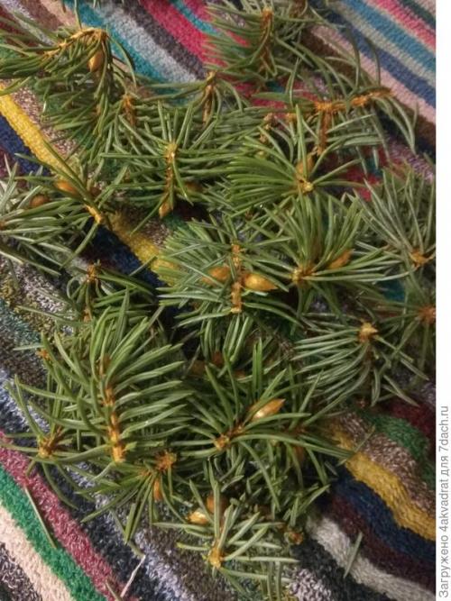 Как правильно готовить хвойники для детей и пожилых людей. Рассада плохо растет, болеет? А давайте позовем на помощь елочку