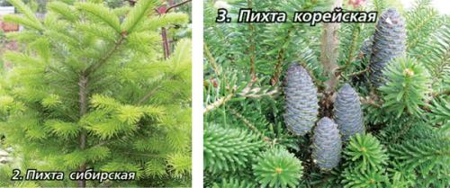 Пихта карликовая сорта: все, что нужно знать о этом растении 03 Пихта карликовая сорта: все, что нужно знать о этом растении 03
