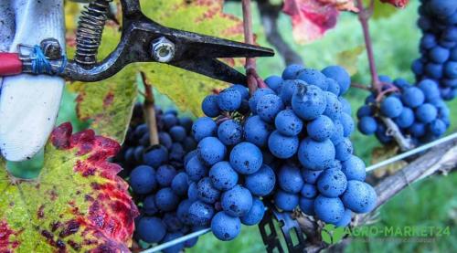 Зимостойкие сорта винограда: выбор для холодных регионов 01