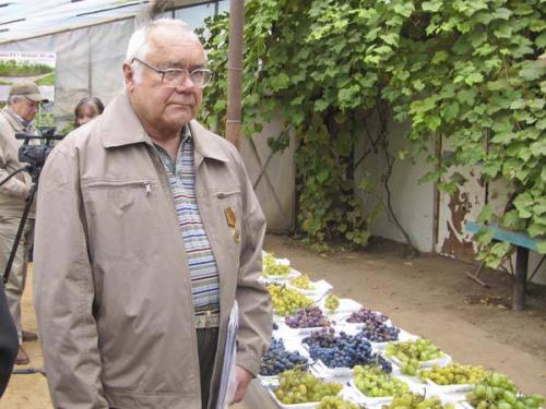 Зимостойкие сорта винограда: выбор для холодных регионов 06