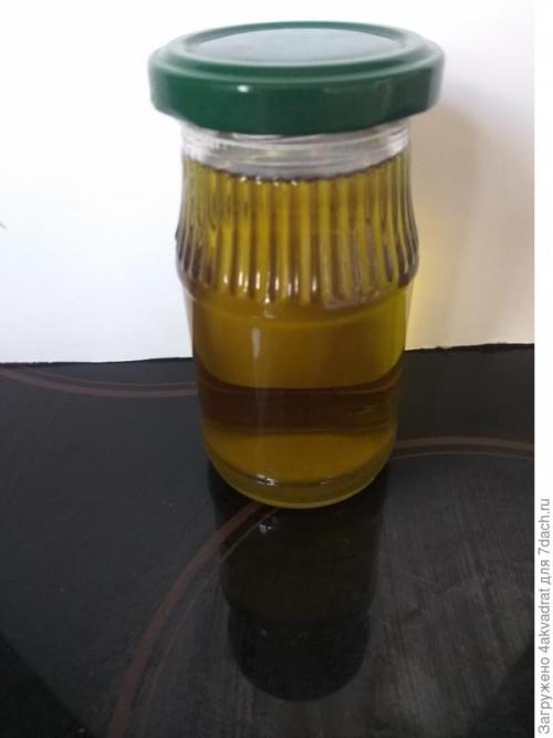 Как правильно готовить хвойники для детей и пожилых людей. Рассада плохо растет, болеет? А давайте позовем на помощь елочку