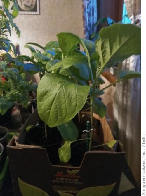 Как правильно готовить хвойники для детей и пожилых людей. Рассада плохо растет, болеет? А давайте позовем на помощь елочку