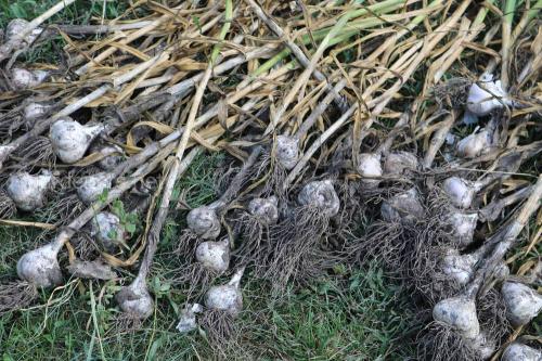 Болезни чеснока при хранении. Основные заболевания чеснока и методы их лечения