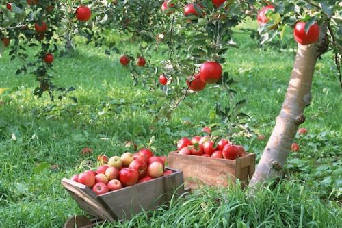Какие плодовые деревья посадить на участке в подмосковье. О лучших плодовых деревьях для Подмосковья: какие сорта посадить на даче