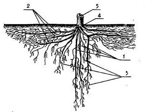 Правила и схема посадки плодовых деревьев на участке. Планировка сада: на что обращать внимание