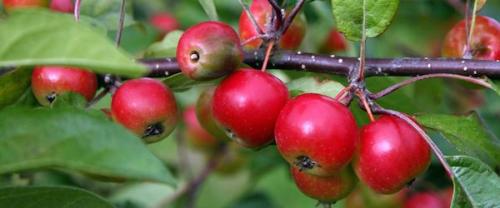 Какие плодовые деревья посадить на участке в подмосковье. О лучших плодовых деревьях для Подмосковья: какие сорта посадить на даче