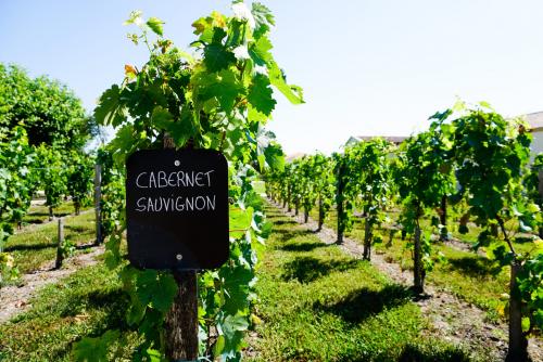 Какие характеристики отличают сорт винограда на А от других сортов. ТРИ КРАСНЫХ СОРТА