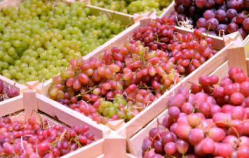 Какие особенности технологии производства вина из сорта винограда на А. Чем отличаются технические и столовые сорта винограда