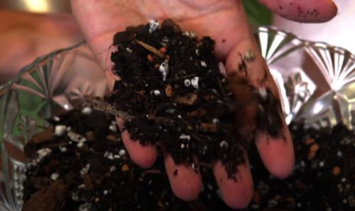 Как ухаживать за сингониумом в домашних условиях. Уход в домашних условиях