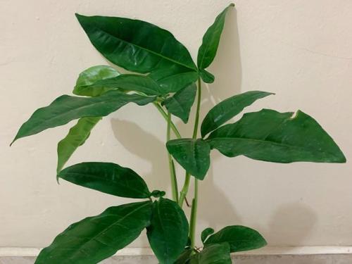 Сингониум виды. Основные виды с фото и названиями