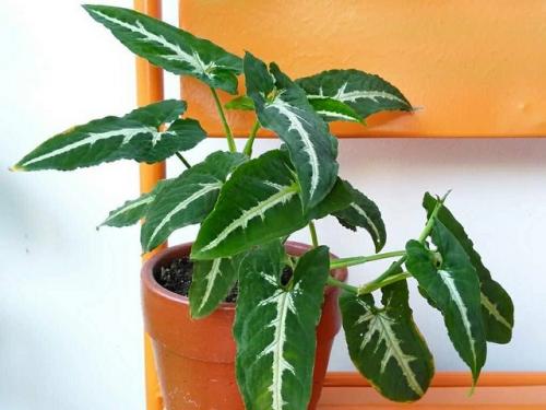 Сингониум виды. Основные виды с фото и названиями