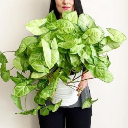 Сингониум уход и обрезка. Уход за сингониумом в домашних условиях. Подробно