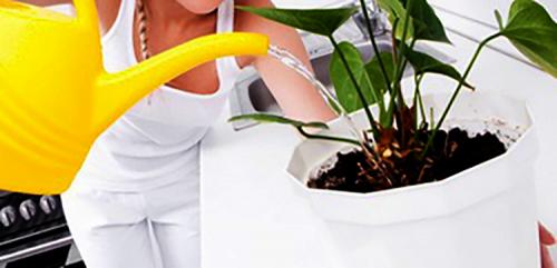 Как ухаживать за сингониумом в домашних условиях. Уход в домашних условиях