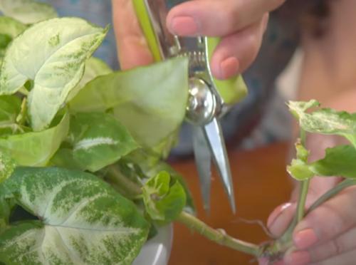 Как ухаживать за сингониумом в домашних условиях. Уход в домашних условиях