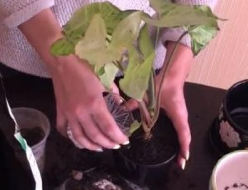 Сингониум уход и обрезка. Уход за сингониумом в домашних условиях. Подробно