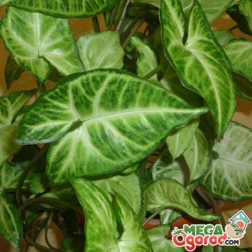 Сингониум неон уход. Уход