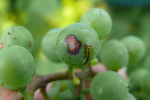 Вкусный и полезный: все о сорте винограда 'Журавлик' 20 Вкусный и полезный: все о сорте винограда 'Журавлик' 20