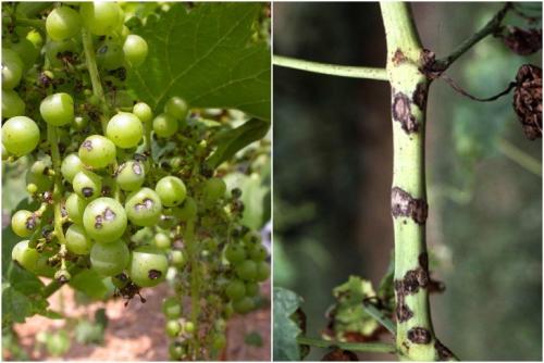 Какие заболевания могут поражать виноград 'Журавлик'. Округлые пятна со светлым центром и темный ободком