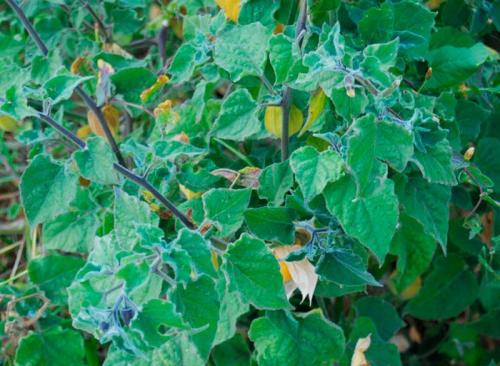 Как правильно обрезать физалис. Заболевания и вредители