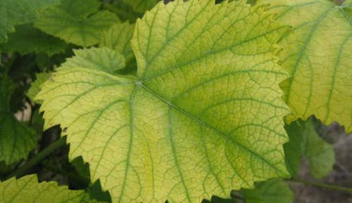 Каковы особенности вкуса винограда 'Журавлик'. Виноград Журавленок: описание сорта, фото, видео, отзывы садоводов