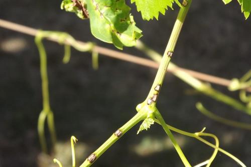 Вкусный и полезный: все о сорте винограда 'Журавлик' 10 Вкусный и полезный: все о сорте винограда 'Журавлик' 10