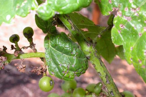 Вкусный и полезный: все о сорте винограда 'Журавлик' 17 Вкусный и полезный: все о сорте винограда 'Журавлик' 17