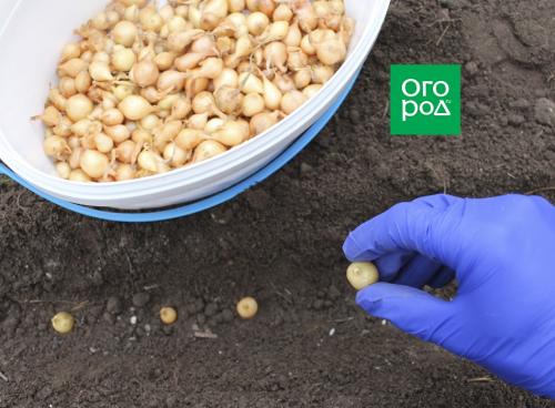 Лучшие дни для посадки лука в 2019 году по лунному календарю 01