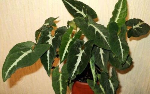 Сингониум виды. Виды с названиями и фото