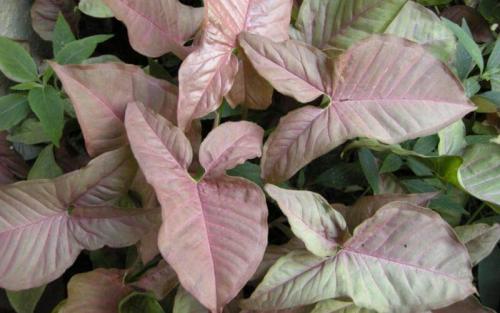 Сингониум виды. Виды с названиями и фото