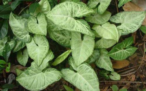 Сингониум виды. Виды с названиями и фото