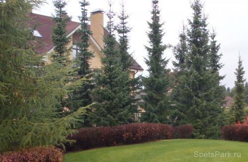 Какие виды хвойных деревьев наиболее популярны в садовом дизайне. Секреты создания идеальных композиций