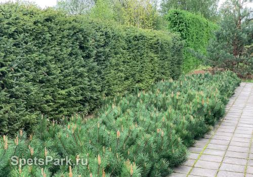 Какие виды хвойных деревьев наиболее популярны в садовом дизайне. Секреты создания идеальных композиций