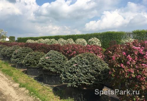Какие виды хвойных деревьев наиболее популярны в садовом дизайне. Секреты создания идеальных композиций