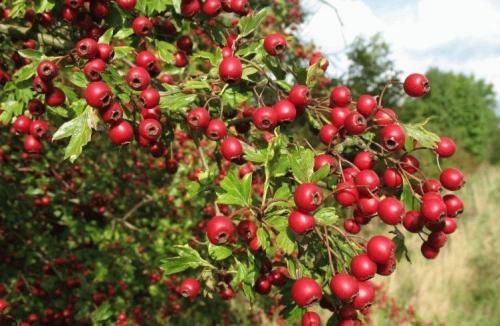 Как определить, что боярышник нуждается в пересадке. Когда лучше сажать боярышник, уход и размножение