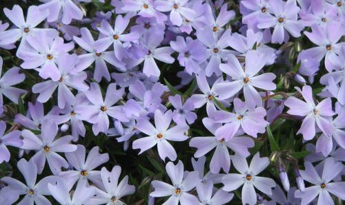 Простота и красота: Как выращивать флокс шиловидный в вашем саду 02 Простота и красота: Как выращивать флокс шиловидный в вашем саду 02