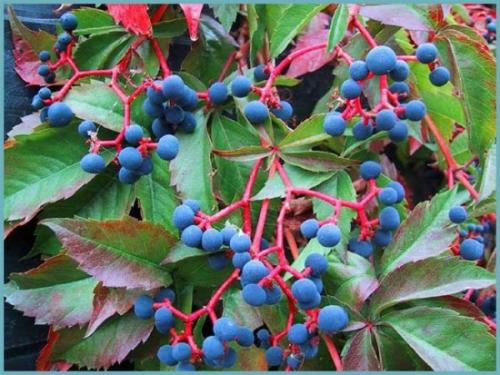 Какие сорта девича наиболее популярны для размножения. Описание растения: сорта и разновидности