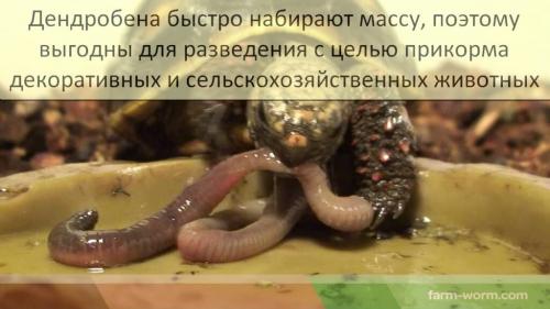 Как выбрать подходящий субстрат для размножения девича. Особенности породы Dendrobaena veneta