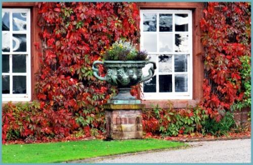 Какие сорта девича наиболее популярны для размножения. Описание растения: сорта и разновидности