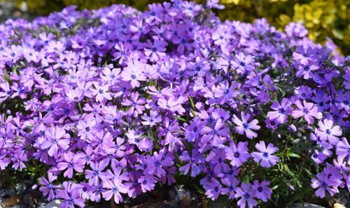 Простота и красота: Как выращивать флокс шиловидный в вашем саду 01 Простота и красота: Как выращивать флокс шиловидный в вашем саду 01