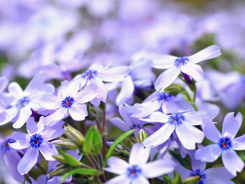 Какие удобрения рекомендуются для флокса шиловидного. Выращивание рассады