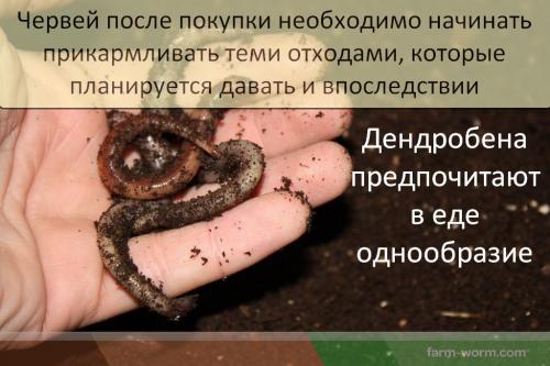 Как выбрать подходящий субстрат для размножения девича. Особенности породы Dendrobaena veneta