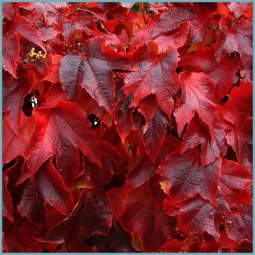 Какие сорта девича наиболее популярны для размножения. Описание растения: сорта и разновидности