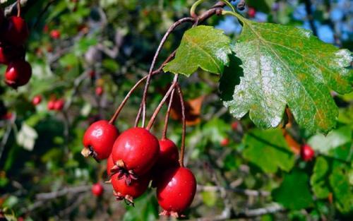 Как защитить боярышник от вредителей и болезней. Уход за боярышником в саду